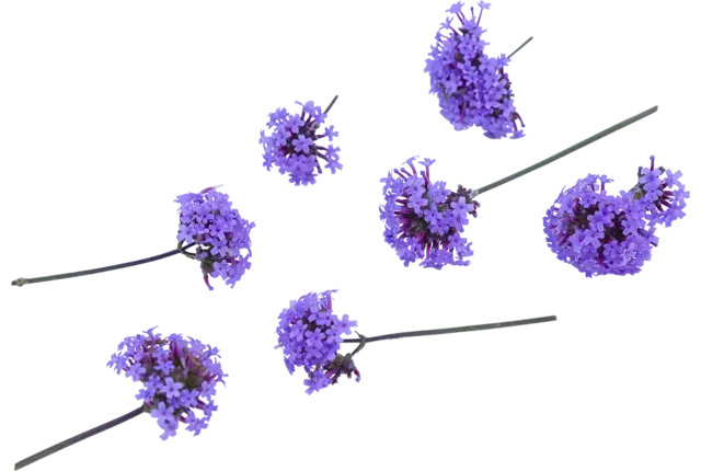 Eetbare bloem verbena 15st